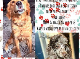 Waiting list for extensively health tested Goldendoodles ready December