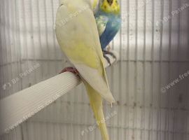 Budgies different mutations