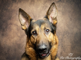 Northwest - 1st Time Stud. Full GSD Rafa.