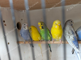 Budgies various colours