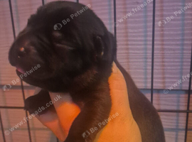 Chuncky labrador puppies