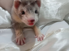 9-Week-Old Male Ferret &ndash; Lovely Soft Coat