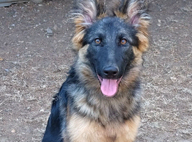 FEMALE GERMAN SHEPHERD PUPPY FOR SALE