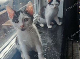 Kittens ready to leave for sale (4)