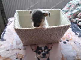 SHIH-TZU/JACK HYBRID X2 PUPPIES