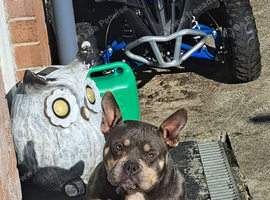 Female pocket bully  5gen papers