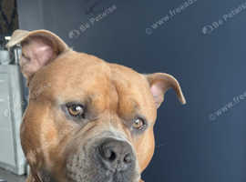 4 year old proven American bully