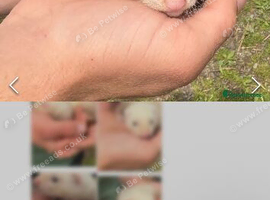 two girls and a boy ferret
