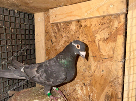 Color racing pigeons