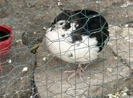Beautiful black and white male Cotunix quail