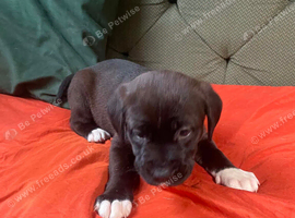 American bulldogs cross mastiff