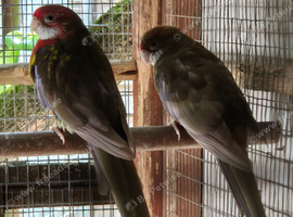Rosella mutation