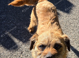 6 Year Old Border Terrier Bitch