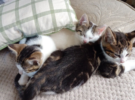 White and tabby mix kitten girl