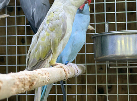 Ring neck parrot