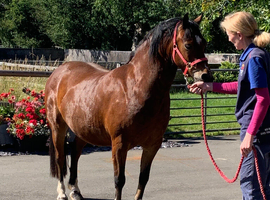 Welsh C registered 4y/o unbroken