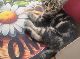 Male kittens need new home