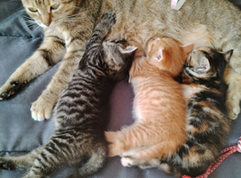 Beautiful 3 kitten's looking for a new home