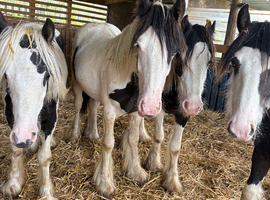 3 x cob colt big yearlings