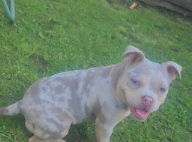 American bully