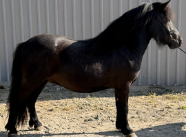 Registered standard gelding