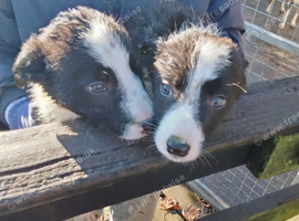 Gorgeous Border Collie Pups