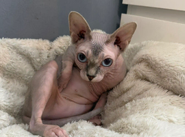 Female sphynx for rehome
