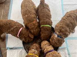 Curly cockapoo puppies