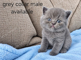 British shorthair kittens LAST BLUE MALE LEFT