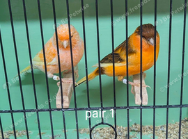 Pairs of Canaries