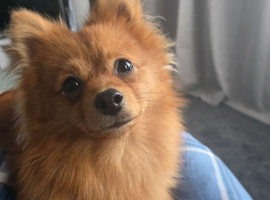 Pomeranian fox face boy