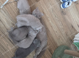 GCCF British Shorthair kittens