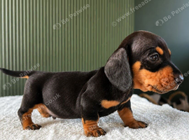 Miniature Dachshund