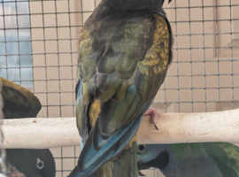 RARE Patagonion Parrots