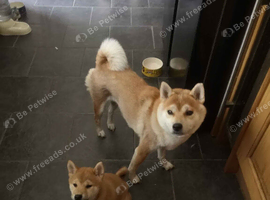 3 KC Shiba Girls looking for homes.