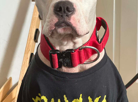 Lovely  deaf dog