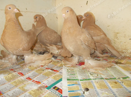 16 TUBLERS FOR SALE..
