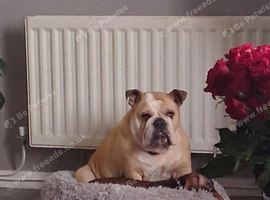 British bulldog dog