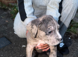 Merle cane corso puppy