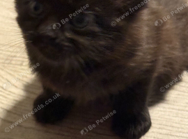 Beautiful Kitten