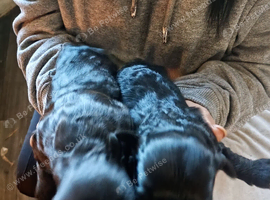 Jack-poo puppies