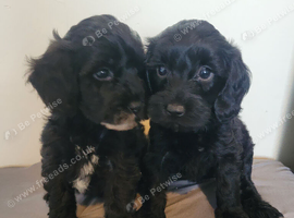Toy Cockerpoo cross poochon pups