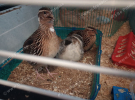 Male quails