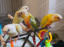 Handreared Cheeky Conures!