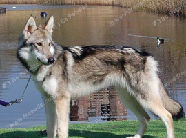 TAMASKAN PUPPIES PEDIGREE, REGISTERED AND EMBARKED