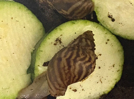 Lissachatina reticulata normal body giant land snail