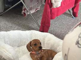 Mini dachshund
