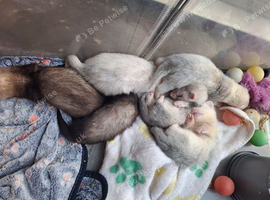 FERRETS FERRETS FERRETS