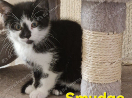 Beautiful Black and white Kittens
