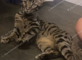 Gorgeous female kitten